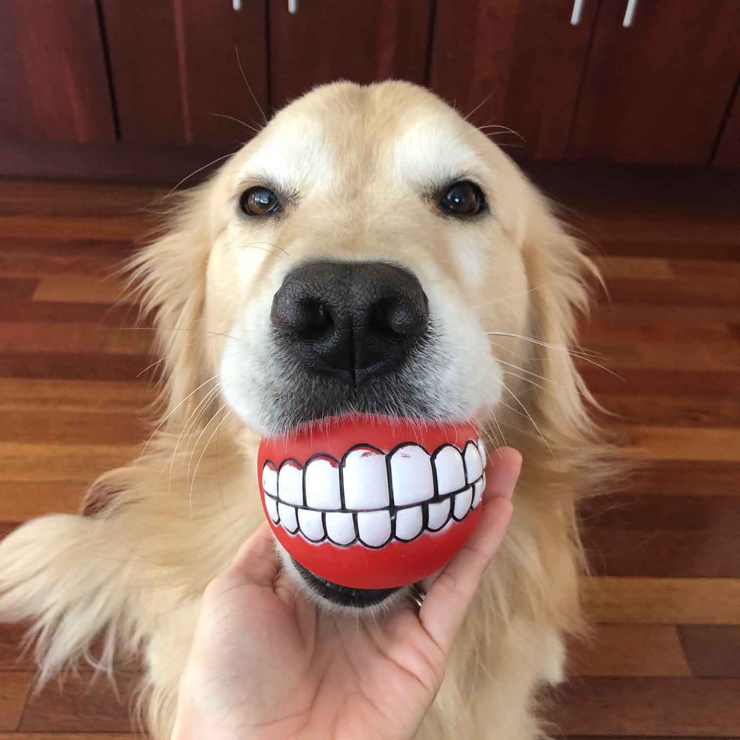 Person holding a fake mouth in front of a Golden Retriever's face