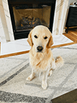 Echo Echo, Dental Therapy Dog at Ashly Bailey DDS